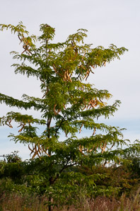Gleditsia triacanthos (honey locust, thornless honey locust, honeylocust)