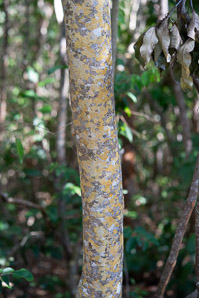 Guapira discolor (blolly, beeftree)