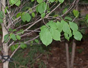 Halesia tetraptera (Carolina silverbell, common silverbell, mountain silverbell)