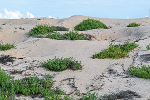 Heliotropium curassavicum (seaside heliotrope, scorpion weed, monkey tail, quail plant, Chinese parsley, salt heliotrope)