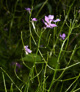 Hesperis matronalis (dame’s rocket, dame’s violet, mother of the evening, dames rocket)