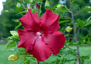 Hibiscus ‘Lord (hibiscus)