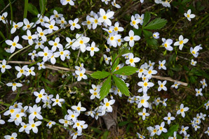 Houstonia caerulea (bluets, quaker ladies, azure bluet, bluet)