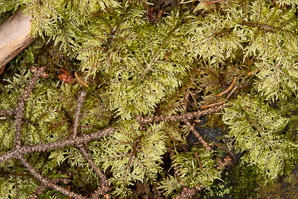 Hylocomium splendens (splendid feather moss, glittering woodmoss, stairstep moss, mountain fern moss)