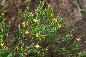 Hypericum gentianoides (pineweed, orange grass, orangegrass)