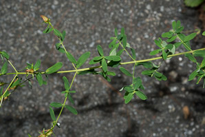 Hypericum perforatum (St. John’s wort, common St. John’s wort, common St. Johnswort)