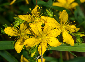 Hypericum perforatum (St. John’s wort, common St. John’s wort, common St. Johnswort)