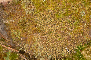 Hypnum cupressiforme (cypress-leaved plaitmoss, hypnum moss)