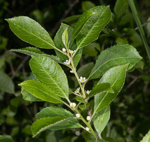 Ilex verticillata (winterberry, common winterberry)