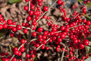 Ilex verticillata (winterberry ‘Red Sprite’, winterberry, American winterberry)