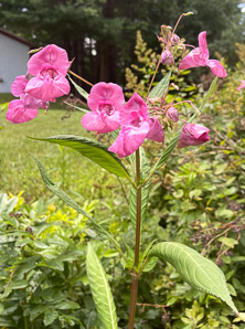 Impatiens glandulifera (Himalayan balsam, kiss-me-on-the-mountain, ornamental jewelweed)