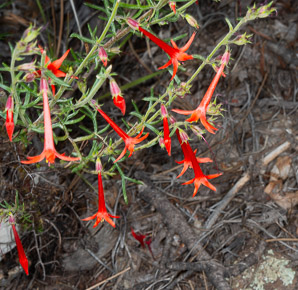 Ipomopsis aggregata (scarlet gilia, scarlet trumpet, skyrocket)