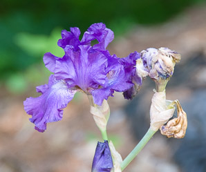 Iris L. (iris)