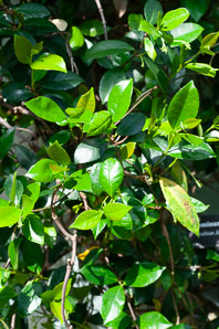Jasminum sambac (Arabian jasmine vine, Arabian jasmine)