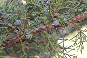 Juniperus virginiana (Eastern redcedar, red cedar, eastern juniper, red juniper, pencil cedar, eastern red cedar)