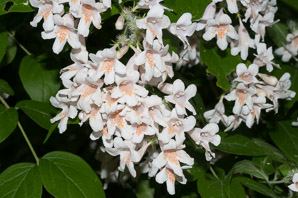 Kolkwitzia amabilis (beautybush)