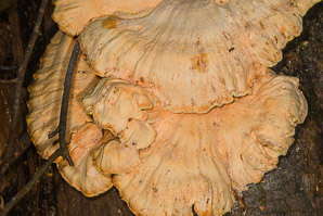 Laetiporus sulphureus (sulphur shelf, chicken of the woods, chicken mushroom, chicken fungus)