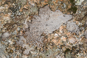 Lasallia papulosa (common toadskin lichen, blistered naval lichen)