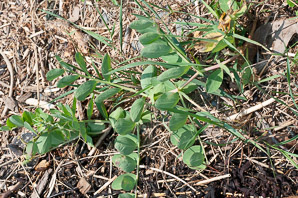 Lathyrus japonicus (beach pea, sea pea, circumpolar pea, sea vetchling)