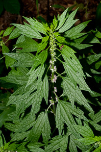 Leonurus cardiaca (motherwort, lion’s tail, heartwort, common motherwort)