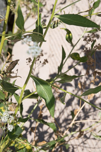 Lepidium latifolium (perennial pepperweed, tall whitetop, broadleaved pepperweed)