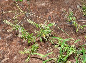 Lepidium virginicum (peppergrass, Virginia pepperweed)