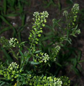 Lepidium virginicum (peppergrass, Virginia pepperweed)