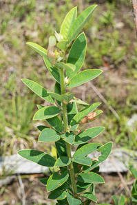 Lespedeza capitata (roundhead lespedeza, bush clover, round-headed bush clover)
