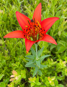 Lilium philadelphicum (wood lily, prairie lily)