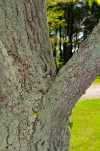 Liquidambar styraciflua (American sweetgum, redgum, sweetgum, starleaf-gum)