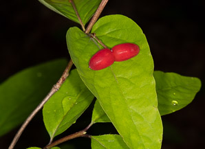 Lonicera canadensis (American fly honeysuckle, Canadian fly honeysuckle)