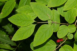 Lonicera canadensis (American fly honeysuckle, Canadian fly honeysuckle)