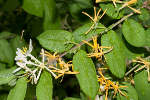 Lonicera L. (honeysuckle)