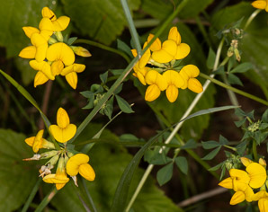 Lotus corniculatus (bird’s foot trefoil, bird’s-foot trefoil)