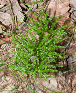 Lycopodium hickeyi (Hickey’s tree clubmoss, Pennsylvania clubmoss)