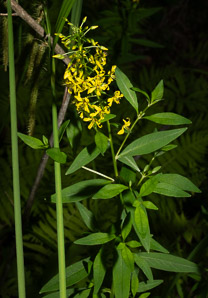 Lysimachia terrestris (swamp candles, bog loosestrife, lake loosestrife, earth loosestrife, bulbil loosestrife)