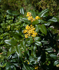 Mahonia aquifolium (oregon grape, hollyleaved barberry)