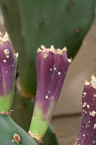 Mammillaria plumosa (feather cactus)