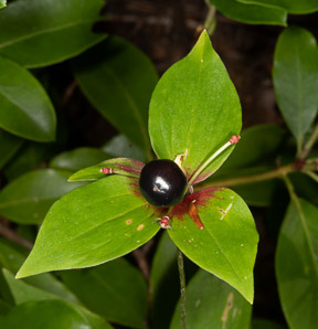 Medeola virginiana (Indian cucumber-root, Indian cucumber)