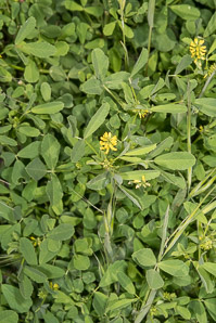 Medicago sativa (yellow flower alfalfa, falcata, yellow alfalfa)