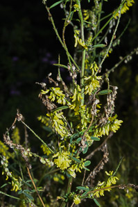 Melilotus officinalis (white sweet clover, yellow sweet clover, sweet clover, sweetclover)