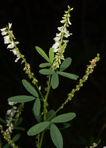 Melilotus officinalis (white sweet clover, yellow sweet clover, sweet clover, sweetclover)