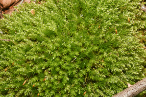 Mnium hornum (swan’s-neck thyme-moss, horn calcareous moss)