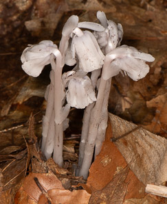 Monotropa uniflora (Indian pipes, ghost plant, corpse plant, Indian pipe, Indianpipe)