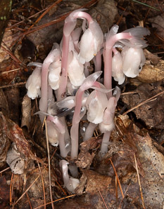 Monotropa uniflora (Indian pipes, ghost plant, corpse plant, Indian pipe, Indianpipe)