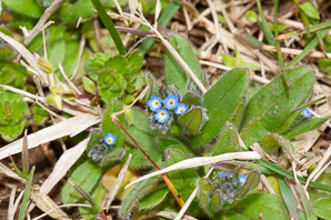 Myosotis scorpioides (forget-me-not, true forget-me-not)