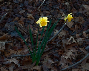 Narcissus L. (daffodil, narcissus)