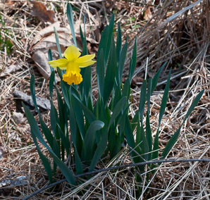 Narcissus L. (daffodil, narcissus)