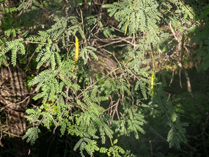 Neltuma juliflora