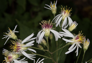 Oclemena acuminata (whorled wood aster, mountain aster, sharp-leaved aster)